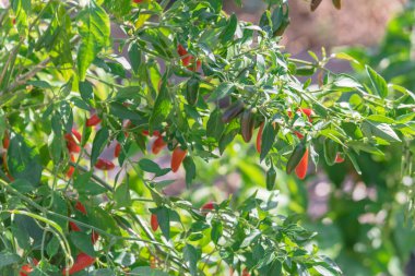 Dallas, Teksas, Amerika yakınlarındaki organik toplum bahçesinde ağaçta bir sürü yeşil ve kırmızı kırmızı biber var.