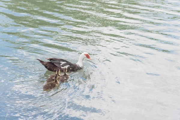 Enten Und Entenmutter Schwimmen Teich Eines Wohnparks Der Nähe Von — Stockfoto