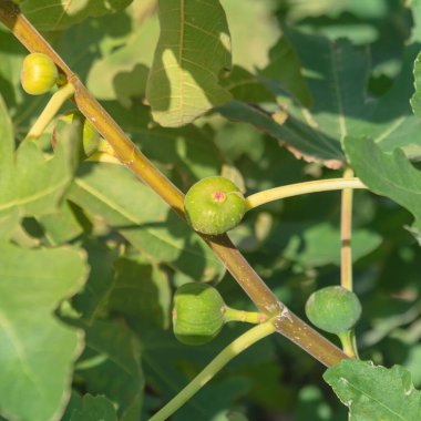 Dallas, Teksas, Amerika yakınlarındaki halk bahçesinde ağaçta olgunlaşan yakın plan incir meyveleri. Organik ev yapımı incir ya da Ficus carica