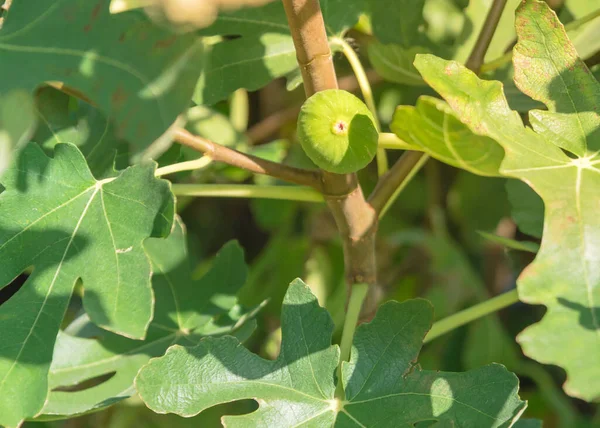 Buah Ara Close Pematangan Pada Pohon Kebun Masyarakat Dekat Dallas — Stok Foto