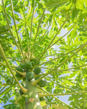 Açık mavi gökyüzünün altında yeşil meyve bolluğu olan papaya ağacının manzarasına bakın. Dallas, Teksas, Amerika yakınlarındaki halk bahçesinde yetişmemiş papaya, papaw veya pawpaw.