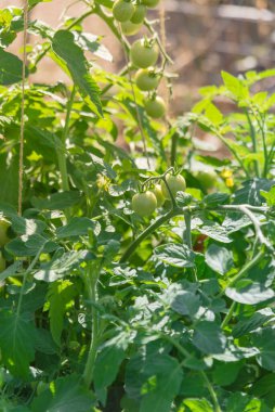 Dallas, Teksas, Amerika yakınlarındaki halk bahçesinde, sarmaşıklı uzun kiraz domates kümesini sicim teli desteğiyle kapatın. Organik mini domatesler ve çiçek açan dikey trellising