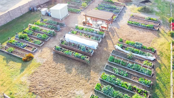 Aerial view wooden pergola and small shed near row of raised beds at community garden in Dallas, Texas, America. Public allotment patches with growing vegetables