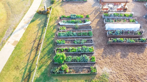 Aerial view community garden with wooden pergola, row of raised planting beds near concrete pathway in Dallas, Texas, America. Public allotment patches with organic leafy greens