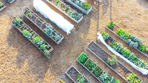 Reihe Von Hochbeeten Mit Pvc Frührahmenstruktur Und Gemüseanbau Gemeinschaftsgarten Dallas — Stockfoto