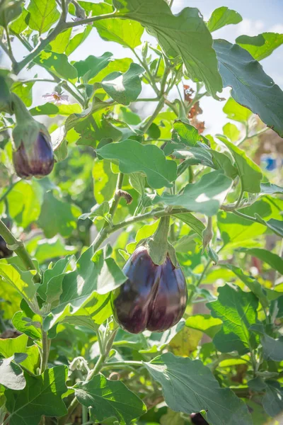 Semak Terong Kebun Masyarakat Dekat Dallas Texas Amerika Besar Tegak — Stok Foto