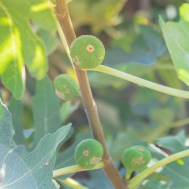 Dallas, Teksas, Amerika yakınlarındaki halk bahçesinde ağaçta olgunlaşan yakın plan incir meyveleri. Organik ev yapımı incir ya da Ficus carica