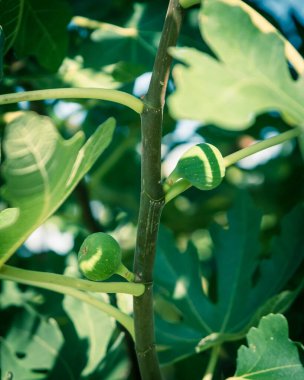 Dallas, Teksas, Amerika yakınlarındaki halk bahçesindeki ağaçta bulunan bir grup incir meyvesi. Bitki dalları üzerinde organik ev yapımı Ficus carica