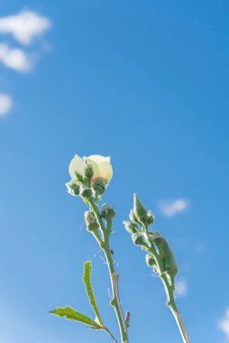 Bamya kabuklarının ve mavi bulutların altında sarı çiçeğin yukarıdan görünüşü. Yaz sonu yetiştirme mevsiminde ekilen hareketsiz kadın parmaklarının yakın görüntüsü.
