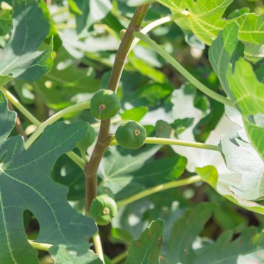 Dallas, Teksas, Amerika yakınlarındaki halk bahçesinde ağaçta bulunan bir grup incir meyvesi. Bitki dalları üzerinde organik ev yapımı Ficus carica