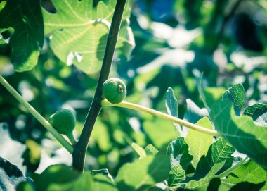 Dallas, Teksas, Amerika yakınlarındaki halk bahçesindeki ağaçta bulunan bir grup incir meyvesi. Bitki dalları üzerinde organik ev yapımı Ficus carica