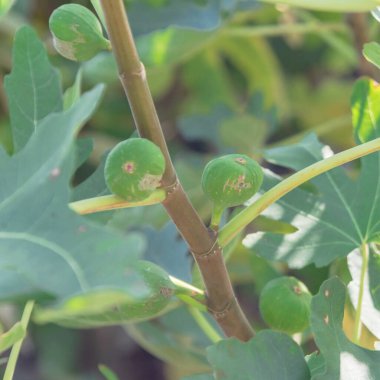 Dallas, Teksas, Amerika yakınlarındaki halk bahçesinde ağaçta olgunlaşan yakın plan incir meyveleri. Organik ev yapımı incir ya da Ficus carica