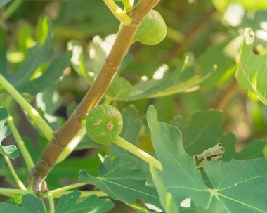 Dallas, Teksas, Amerika yakınlarındaki halk bahçesinde ağaçta olgunlaşan yakın plan incir meyveleri. Organik ev yapımı incir ya da Ficus carica