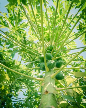 Açık mavi gökyüzünün altında yeşil meyve bolluğuyla yükselen papaya ağacının tonlu fotoğrafı. Dallas, Teksas, Amerika yakınlarındaki halk bahçesinde yetişmemiş papaya, papaw veya pawpaw.