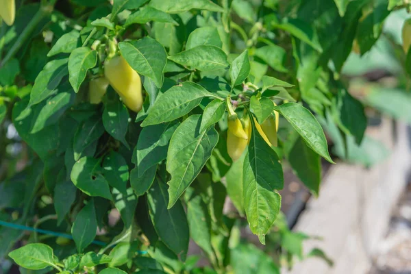 Homegrown banana peppers plants growing at raised bed garden near Dallas, Texas, America