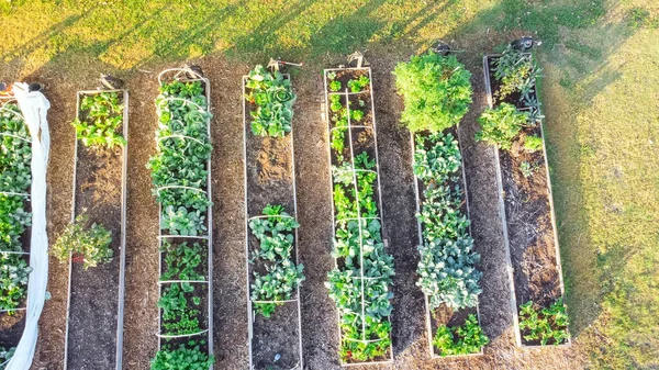 Fila Camas Plantio Levantadas Com Estrutura Quadro Frio Pvc Vegetais — Fotografia de Stock