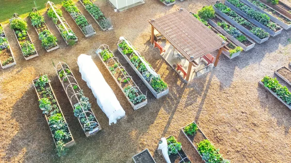 Community garden with pergola arbor and row of raised planting beds in Dallas, Texas, America. Public allotment patches with growing vegetables