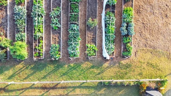 Reihe Von Hochbeeten Mit Pvc Frührahmenstruktur Und Gemüseanbau Gemeinschaftsgarten Dallas — Stockfoto