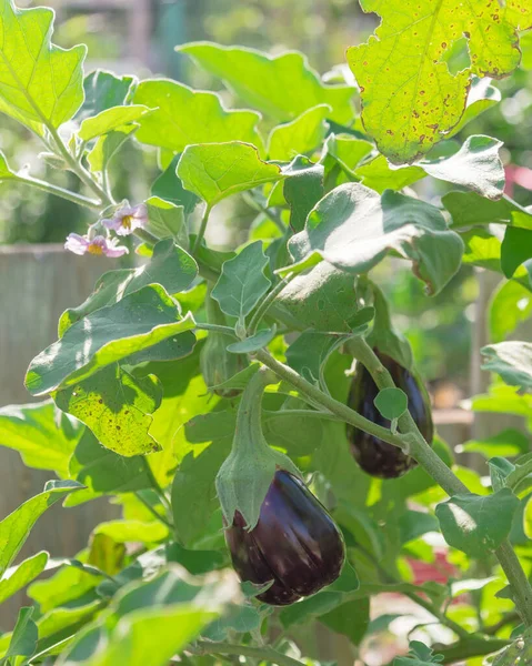 位于美国德克萨斯州达拉斯市附近的社区花园 是茄子 或茄子或茄子 的顶级观赏群 大的直立植物 使深紫色的果实远离地面 — 图库照片