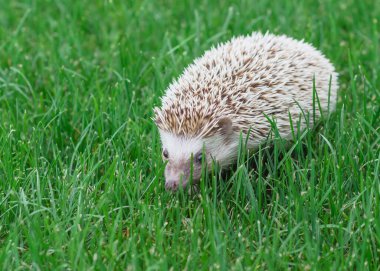 Teksas, Amerika 'da yeşil çimlerin üzerinde avlanan yerel kirpi.