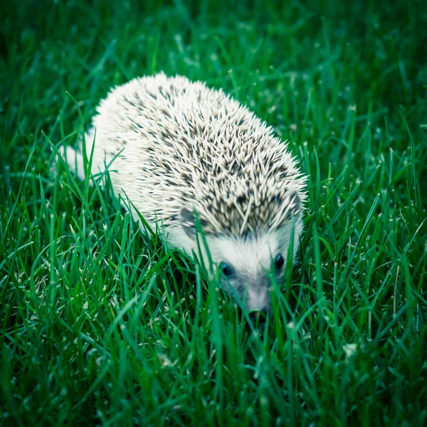 Toned Photo Close Top View Native Hedgehog Foraging Green Grass — Stock Photo, Image