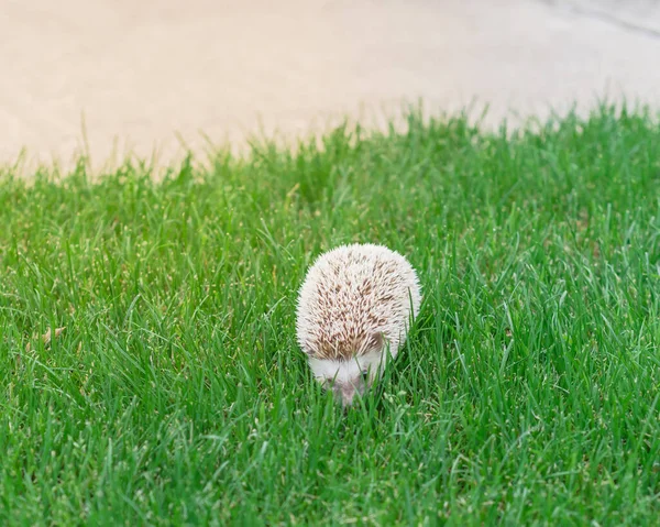 Hedgehog Nativo Alimentándose Hierba Verde Cerca Camino Hormigón Parque Natural — Foto de Stock