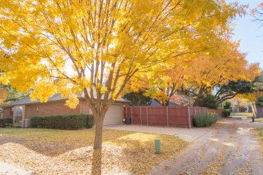 Güneşli bir sonbahar günü Teksas, ABD 'deki banliyö arka sokağı boyunca güzel bir sarı sonbahar yeşilliği.