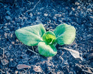 Dallas, Teksas, ABD yakınlarındaki kış bahçesinde donmuş yapraklı klasik ton bok choy.