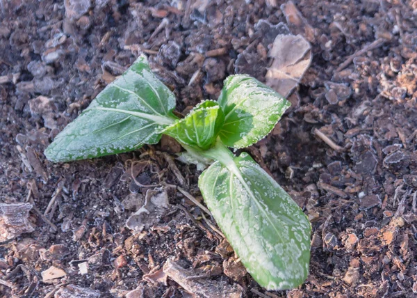 Bok choy med frysta blad i vinter trädgård trädgård nära Dallas, Texas, USA — Stockfoto