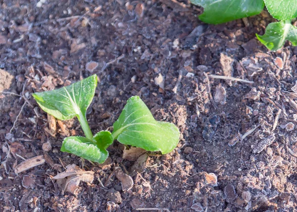 Bok choy med frysta blad i vinter trädgård trädgård nära Dallas, Texas, USA — Stockfoto