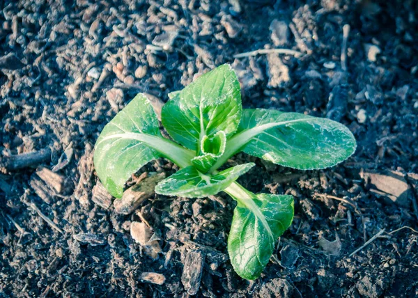 Vintage tone bok choy with frozen leaves in winter backyard garden near Dallas, Texas, USA