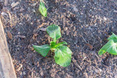 Dallas, Teksas, ABD yakınlarında donmuş kakao bitkileriyle kış mevsimi yükseltilmiş yatak bahçesi.