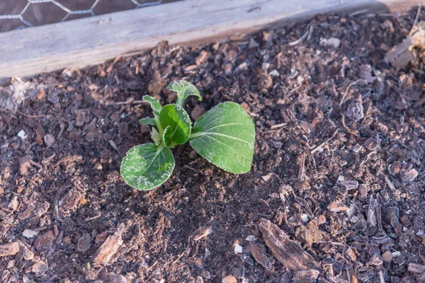 Vinter uppvuxen säng trädgård med frysta bok körer växter nära Dallas, Texas, USA — Stockfoto