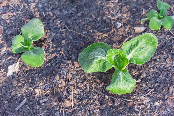 Top view row of bok choy with frozen leaves in winter backyard garden near Dallas, Texas, USA — Stock Photo, Image