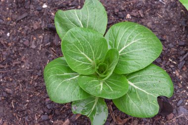 Dallas, Teksas, Amerika yakınlarındaki arka bahçe bahçesinde koyu gübre toprağı üzerinde su damlaları büyüyen büyük bir bok çukulata fabrikası. Ev yapımı organik yapraklı yeşillikler..