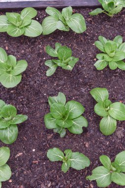 Dallas, Teksas, Amerika yakınlarındaki arka bahçedeki gübre toprağında su damlaları olan en üst sıra bok çukulata bitkileri. Ev yapımı organik yapraklı yeşillikler..