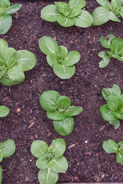 Top view row of bok choy plants with water drops growing on dark compost soil at backyard garden near Dallas, Texas, America. Homegrown organic leafy greens garden.