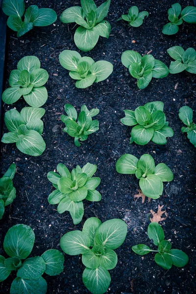 Foto Tonica Piante Bok Choy Con Gocce Acqua Che Crescono — Foto Stock