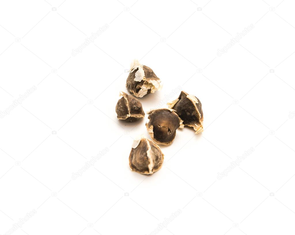 Five Moringa Moringa oleifera seeds isolated on white background. Organic homegrown unpeeled drumstick or horseradish, ben oil, benzolive seeds ready for planting