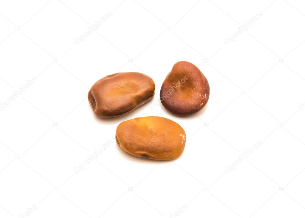 Three fava beans or broad beans isolated on white background. Homegrown non treated faba bean seed read for planting.