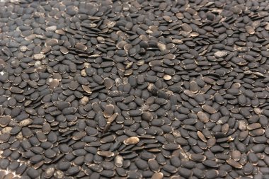 Beyaz arkaplanda tam arkaplan görüntüsü luffa tohumları izole edildi. Tedavi edilmemiş organik lif luffa aegyptiaca ve Luffa acutangula sebze tohumları ekime hazır.