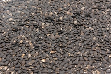 Beyaz arkaplanda tam arkaplan görüntüsü luffa tohumları izole edildi. Tedavi edilmemiş organik lif luffa aegyptiaca ve Luffa acutangula sebze tohumları ekime hazır.