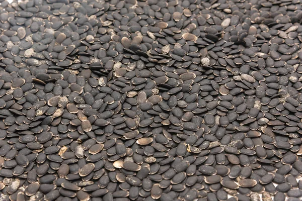 Beyaz arkaplanda tam arkaplan görüntüsü luffa tohumları izole edildi. Tedavi edilmemiş organik lif luffa aegyptiaca ve Luffa acutangula sebze tohumları ekime hazır.