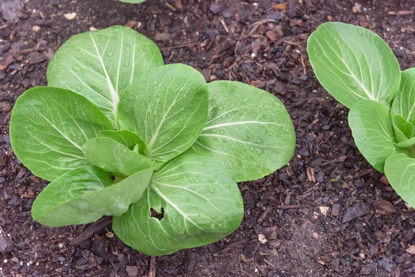 Sekelompok Tumbuhan Bok Choy Yang Kuat Dengan Tetesan Air Yang — Stok Foto