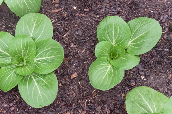 Gruppo Vigorose Piante Bok Choy Con Gocce Acqua Che Crescono — Foto Stock