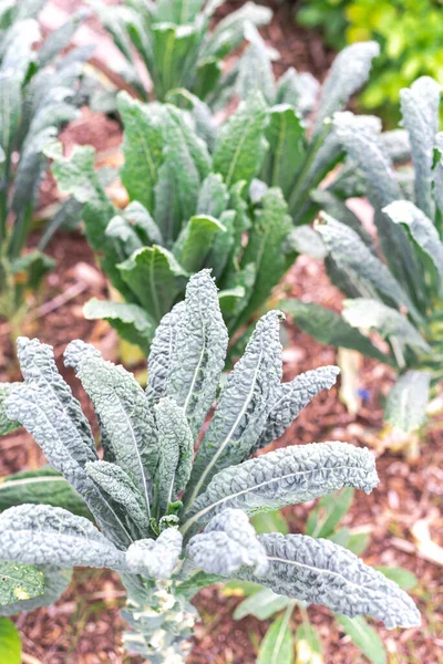 Выращенное на родине растение Nero Di Toscana Kale в экологически чистом саду в Далласе, штат Техас, США — стоковое фото