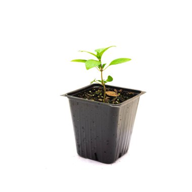 Tayland fesleğeni, 10 cm 'lik siyah bir filizde, beyaz tencerede.