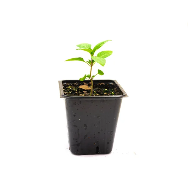 Thai basil seedling in a 4 inches black nursery pot isolated on white — Stock Photo, Image
