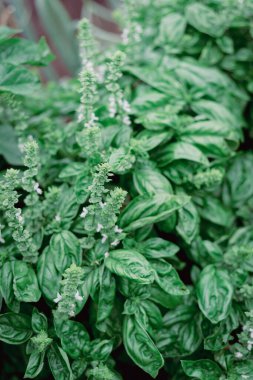 Dallas, Teksas, Amerika yakınlarındaki bahçe bahçesinde çiçek açan yerli Genovese fesleğenlerinin tonlu fotoğrafı. Arka planda yükseltilmiş bulanık yatak bahçesi.