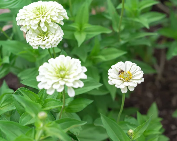 Vackra Gigantiska Dahlia Blommiga Zinnior Upphöjd Säng Trädgård Nära Waco — Stockfoto